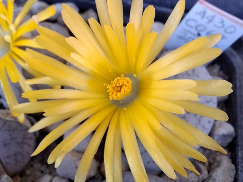 Lithops pseudotruncatella C067