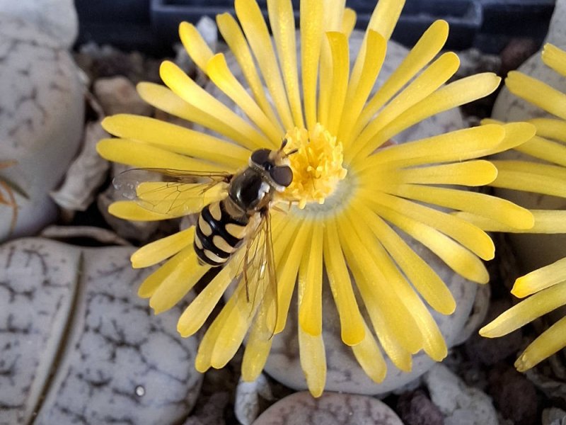 Lithops pseudotruncatella ssp. pseudotruncatella var. pseudotruncatella C067
