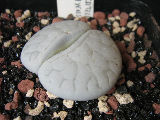 lithops pseudotruncatella ssp. groendrayensis