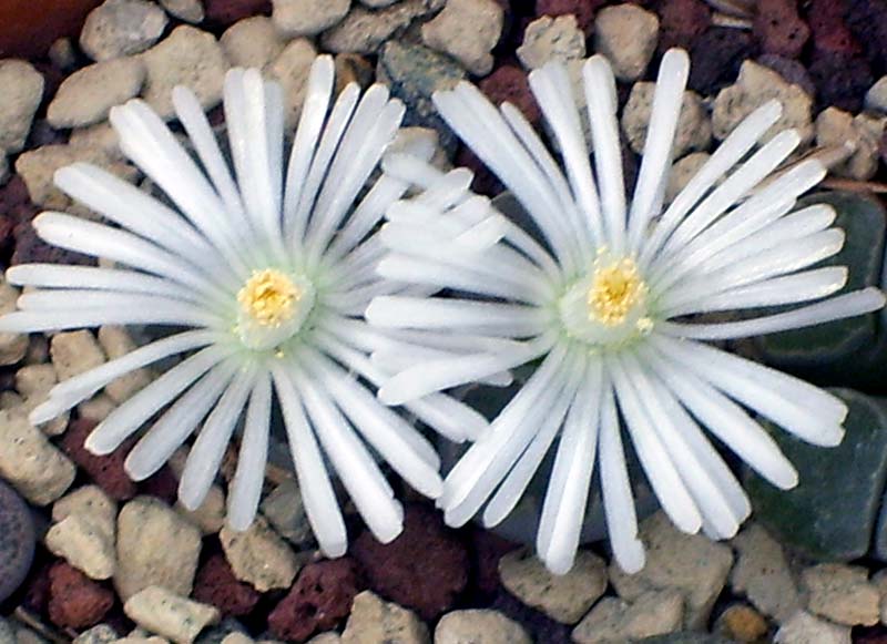 Lithops salicola 