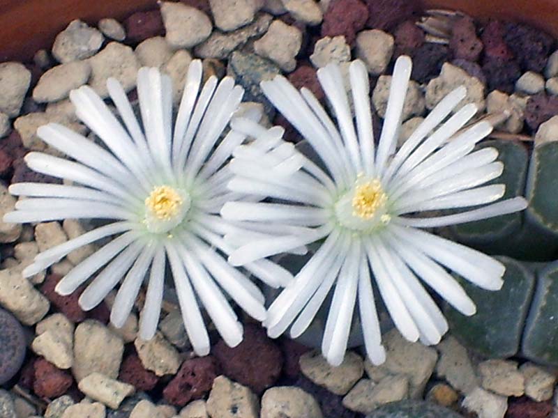 Lithops salicola 