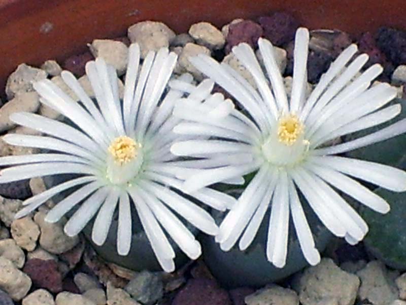 Lithops salicola 