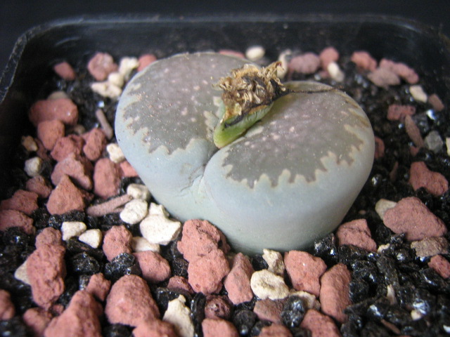 Lithops salicola C320