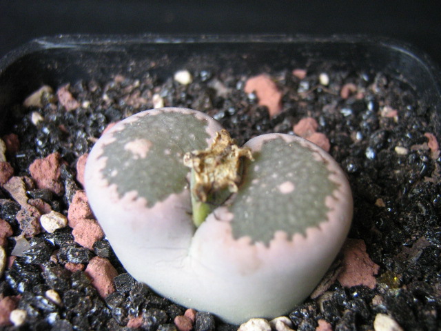 Lithops salicola C382