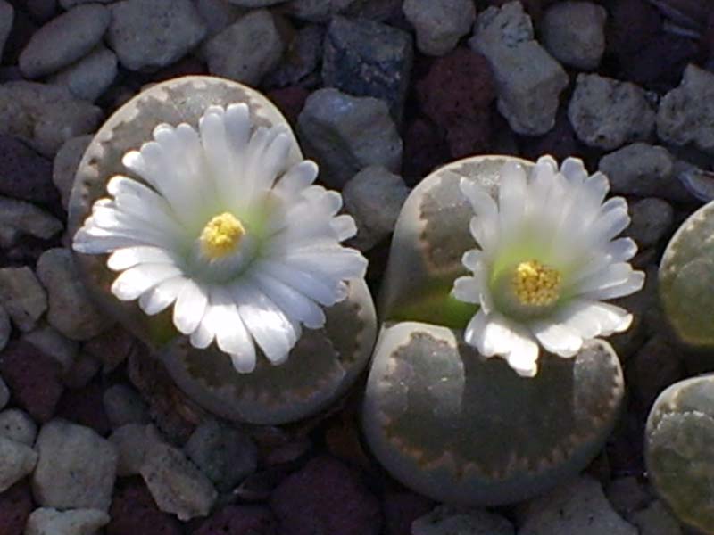 Lithops sp.  