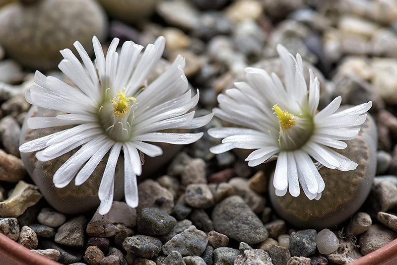 Lithops salicola 