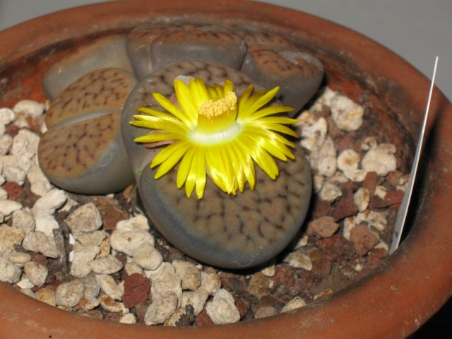 Lithops schwantesii 