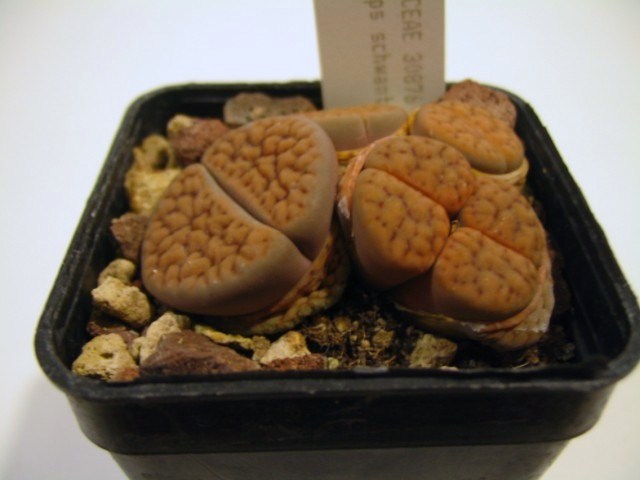 Lithops schwantesii 