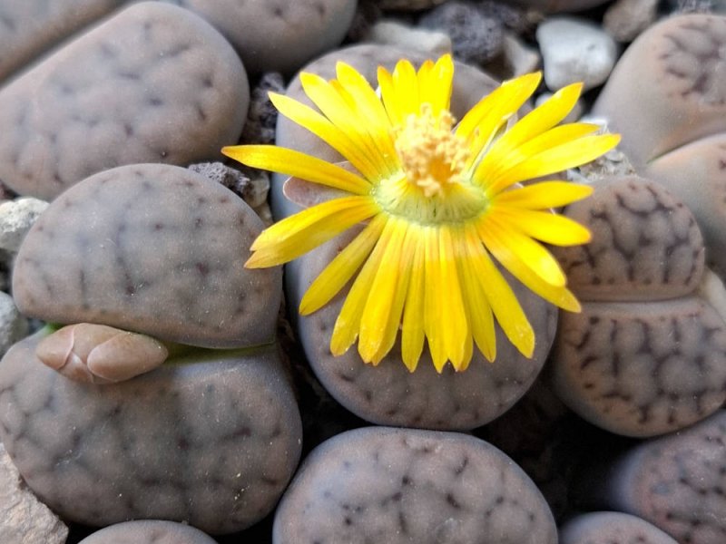 Lithops schwantesii ssp. schwantesii var. schwantesii (*gulielmii) C184