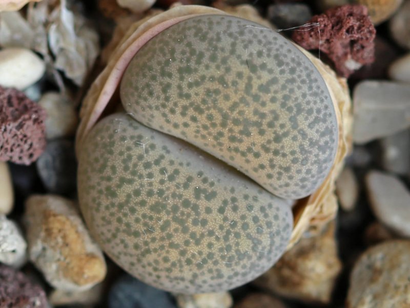 lithops terricolor (prince albert form)