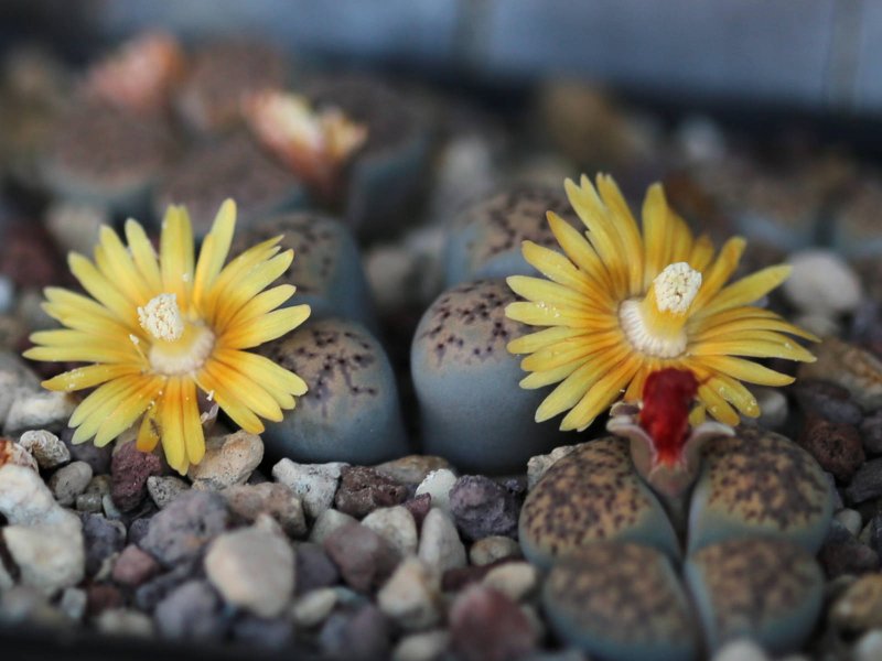 Lithops verruculosa C200B