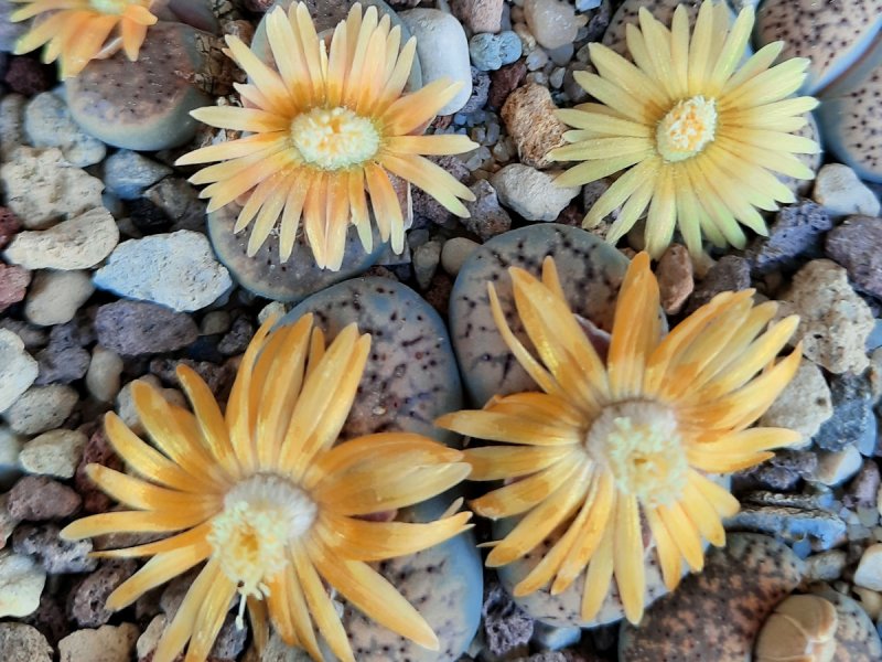 Lithops verruculosa C200B