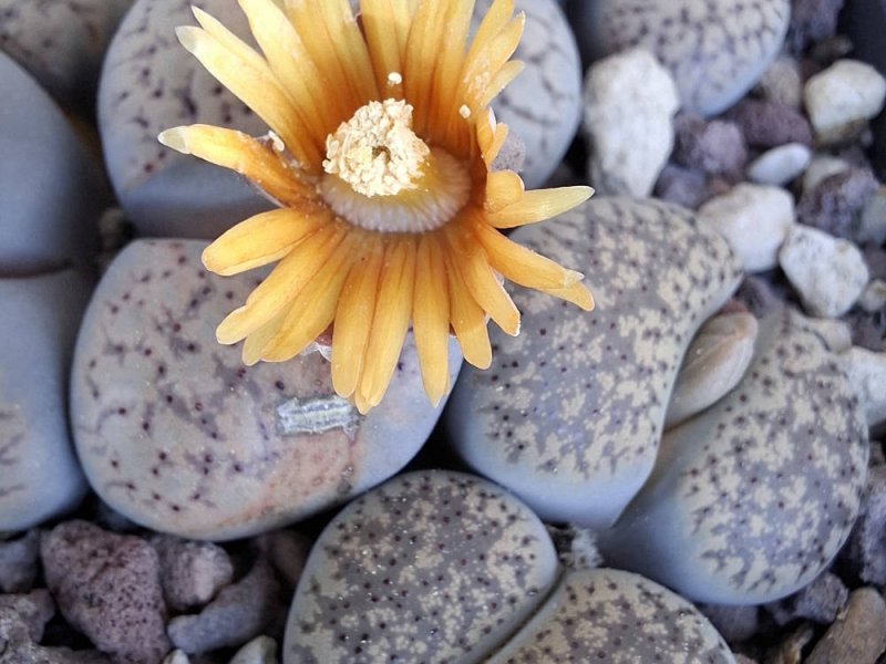 Lithops verruculosa C200B