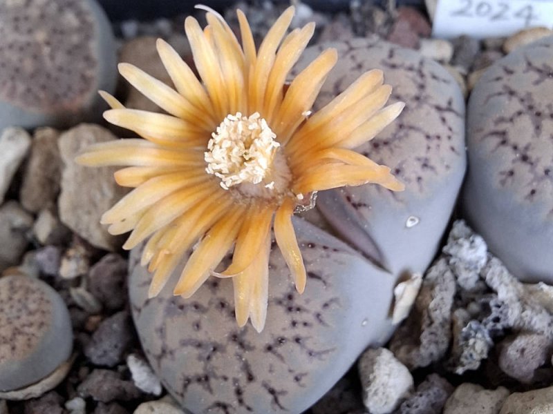 Lithops verruculosa var. verruculosa C200B