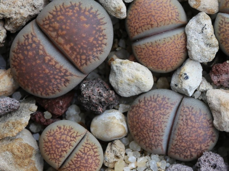 Lithops villetii v. deboeri C258