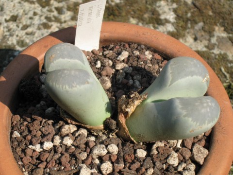 Lithops diutina 