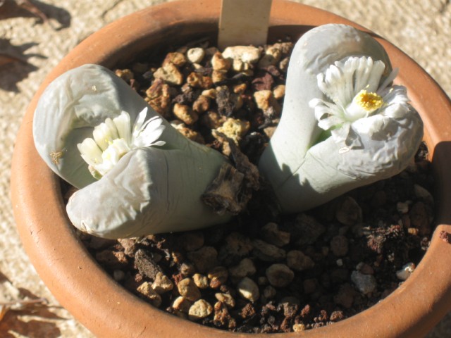 Lithops diutina 