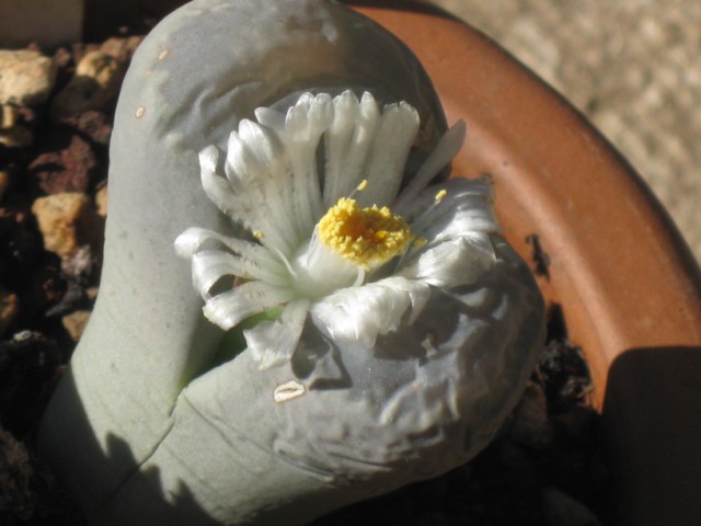 Lithops diutina 