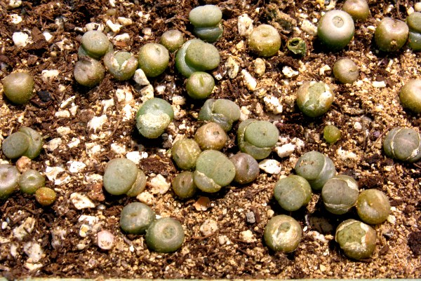 lithops ruschiorum