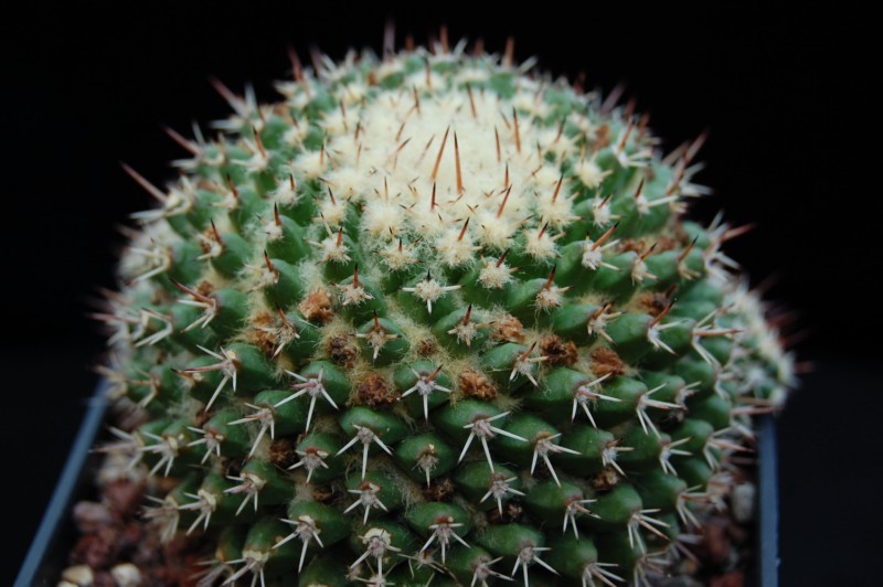 Mammillaria nagliana 