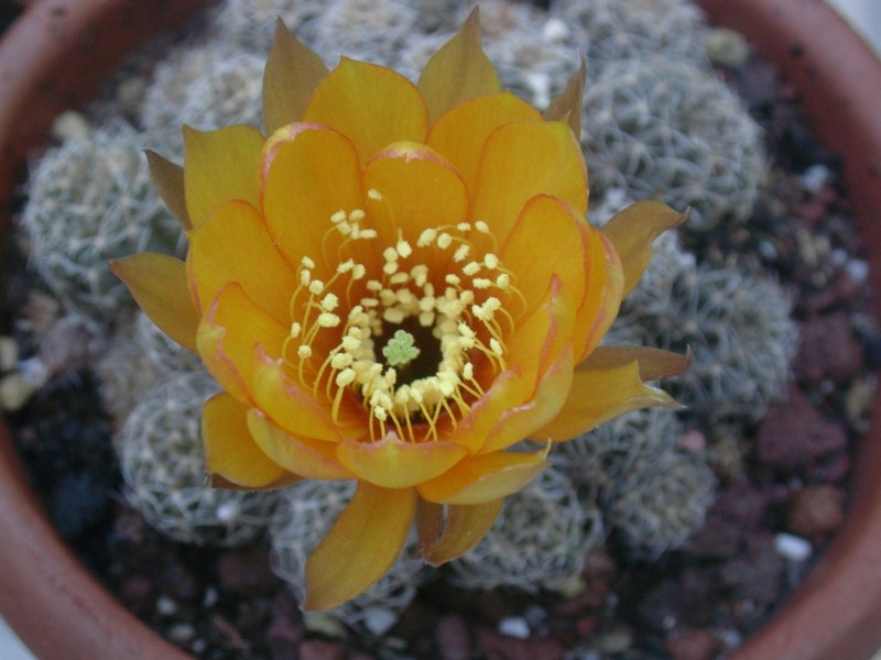 Lobivia arachnacantha 