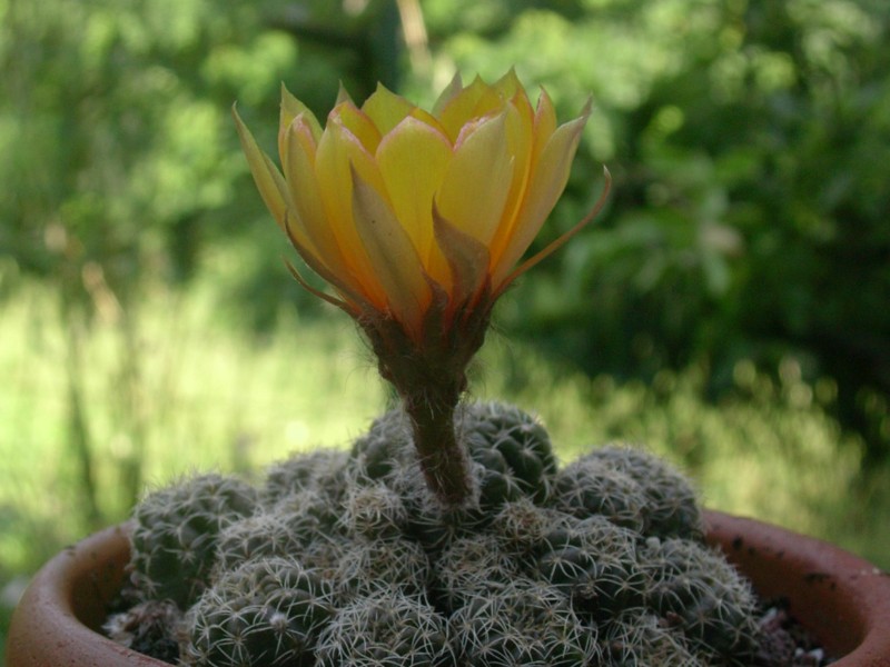 Lobivia arachnacantha 