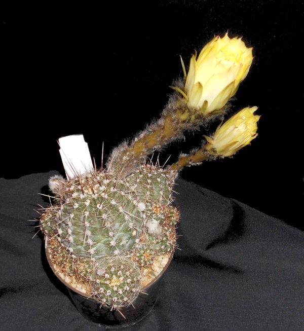 Lobivia aurea v. shaferi 