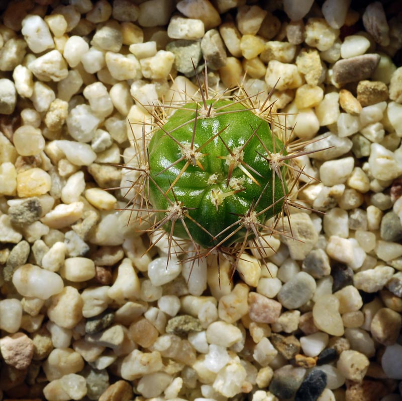 lobivia caineana