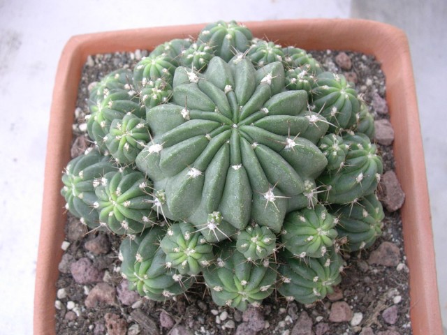 Lobivia?  
