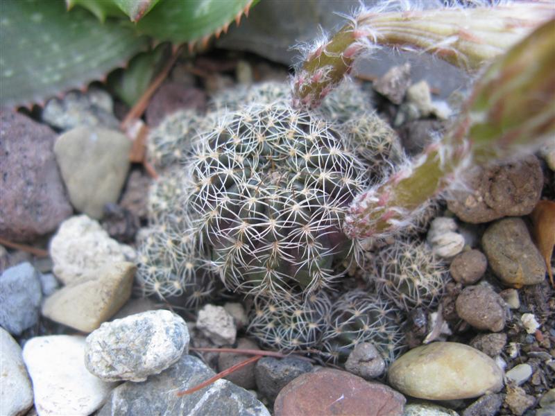 Lobivia arachnacantha 