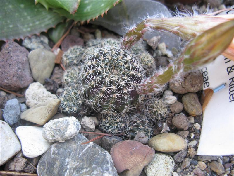 Lobivia arachnacantha 