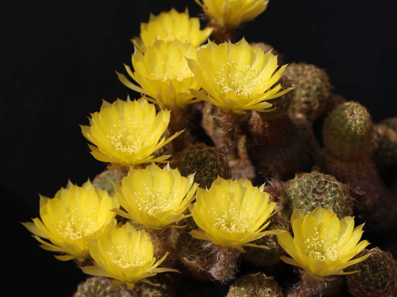 Lobivia arachnacantha 