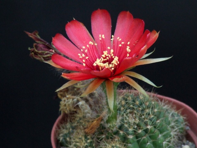 Lobivia arachnacantha v. densiseta 