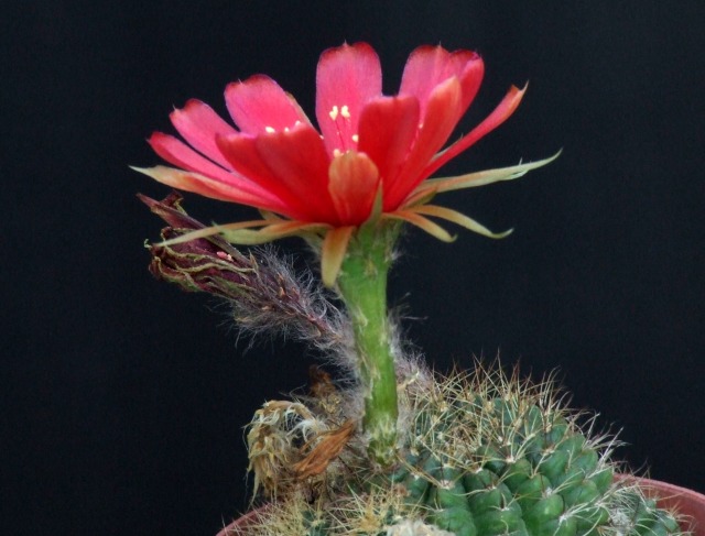 Lobivia arachnacantha v. densiseta 