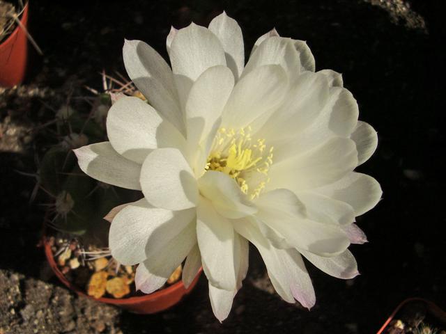 Lobivia caineana 