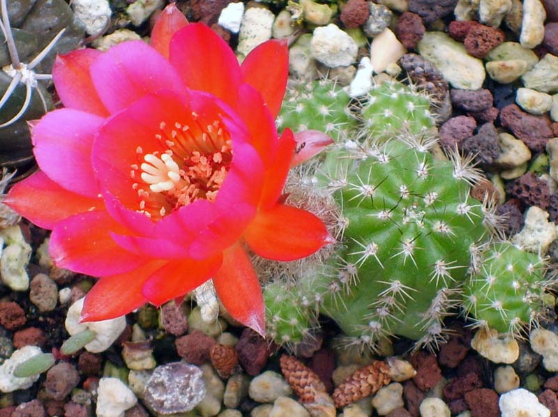 Lobivia haematantha 