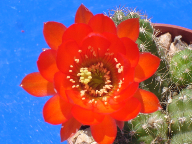 Lobivia haematantha 
