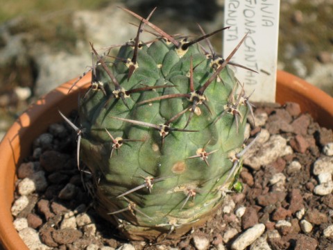 lobivia pugionacantha v. cornuta