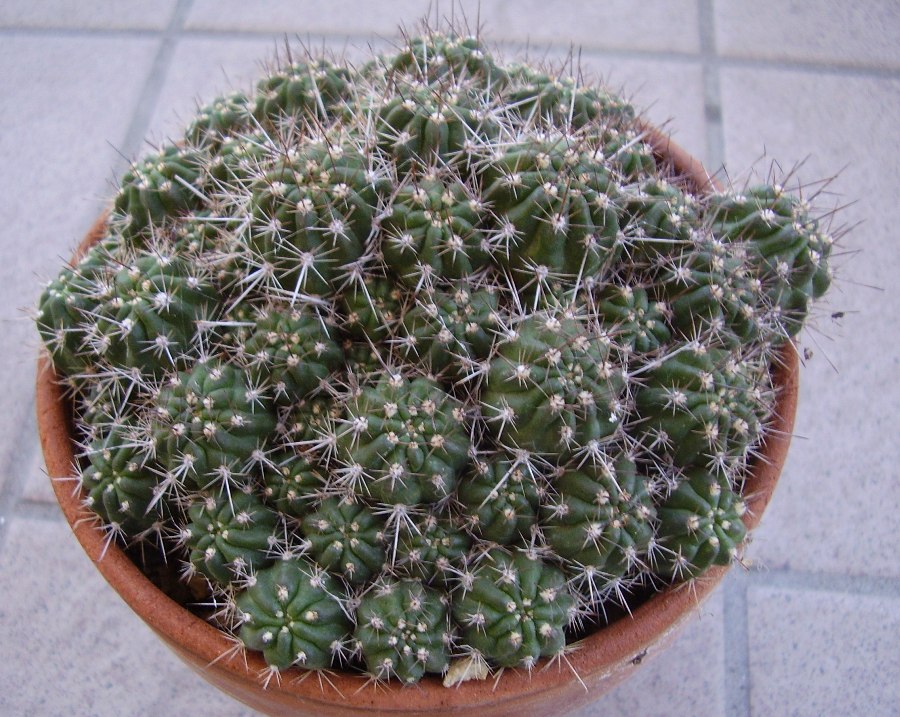 Lobivia rauschii 