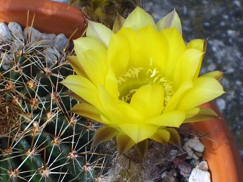 Lobivia aurea 