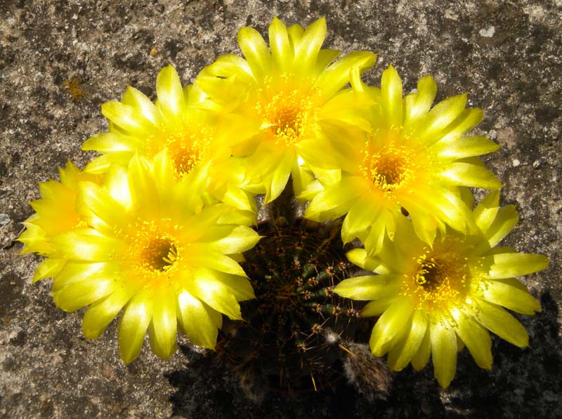 Lobivia aurea 