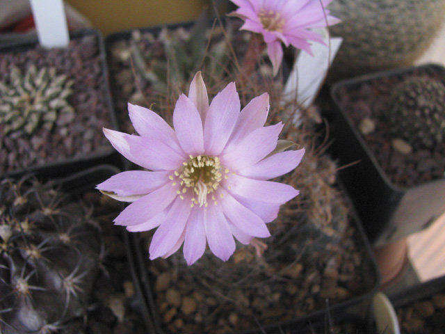 Lobivia wrightiana 