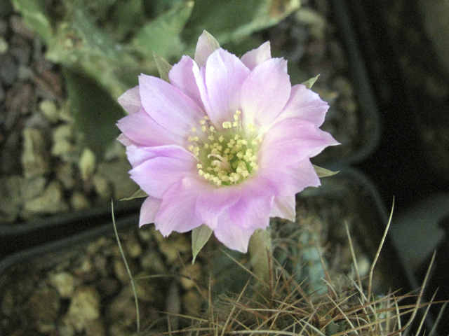 Lobivia wrightiana 