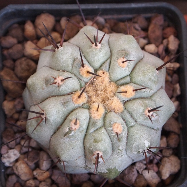 Copiapoa longistaminea 