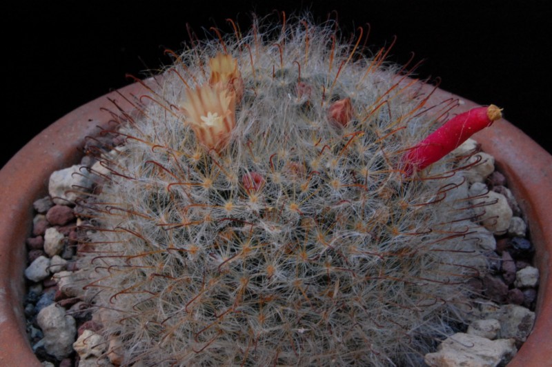 Mammillaria longicoma 