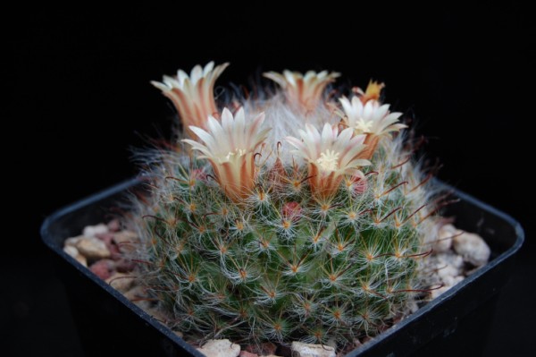 Mammillaria longicoma 