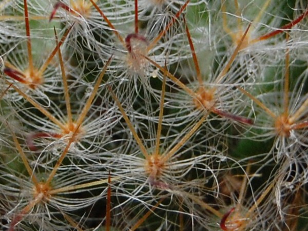 Mammillaria longicoma 