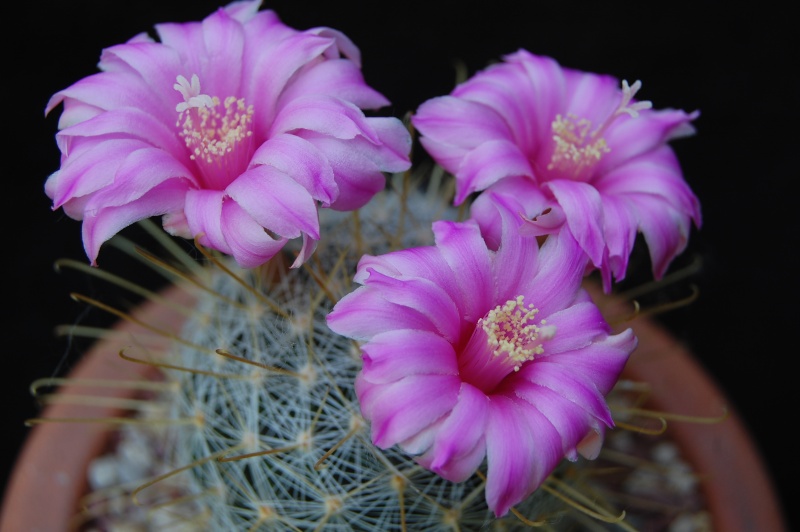 Mammillaria longiflora SB 494