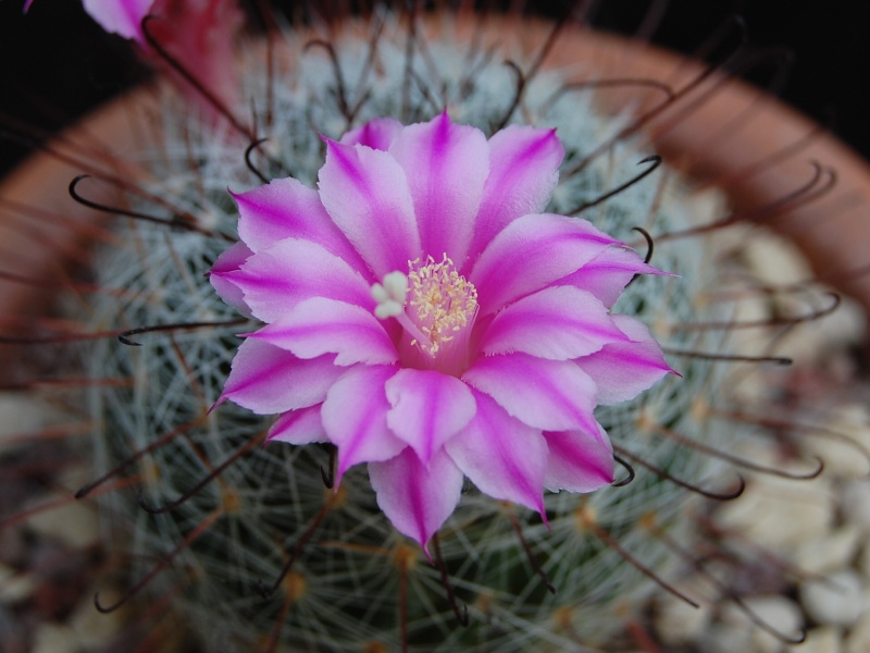 Mammillaria longiflora SB 494