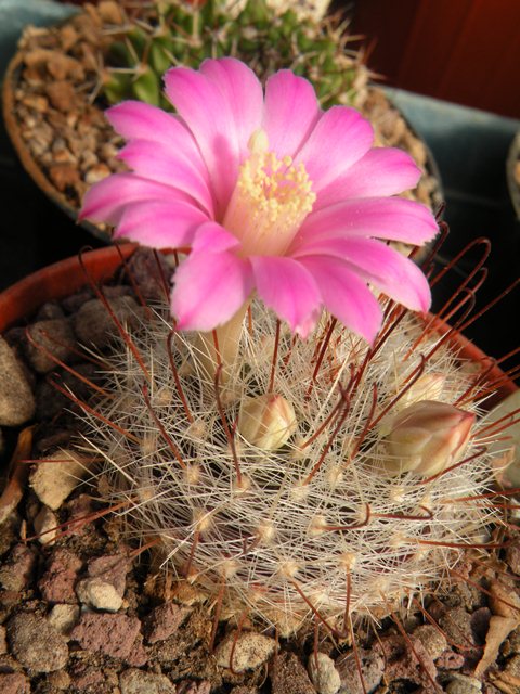 Mammillaria longiflora ml271